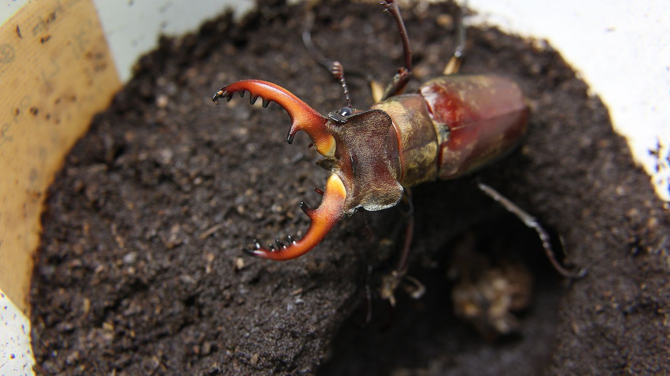 «ö¦¹¦b·sµøµ¡ÂsÄý¹Ï¤ù