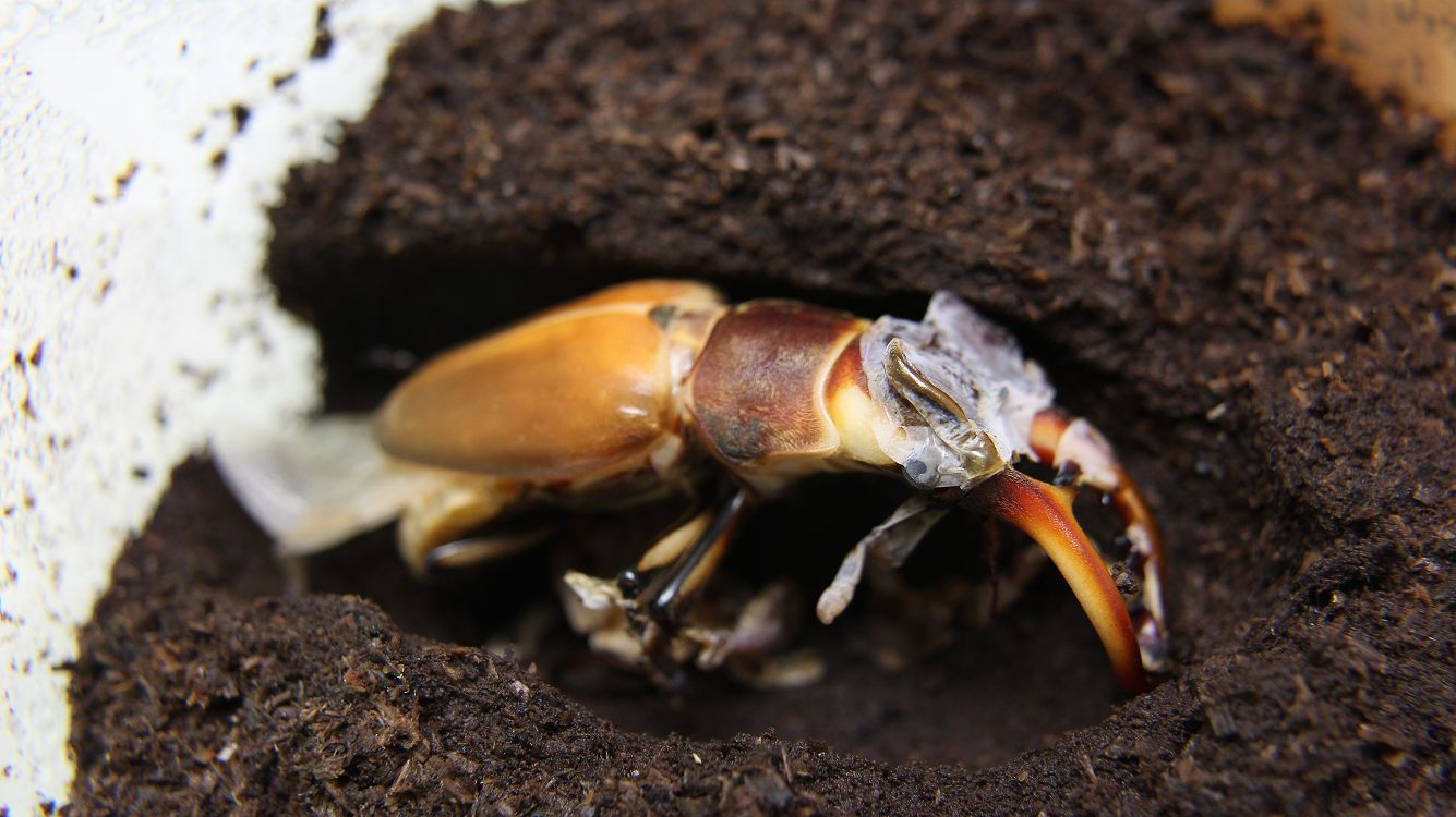 «ö¦¹¦b·sµøµ¡ÂsÄý¹Ï¤ù