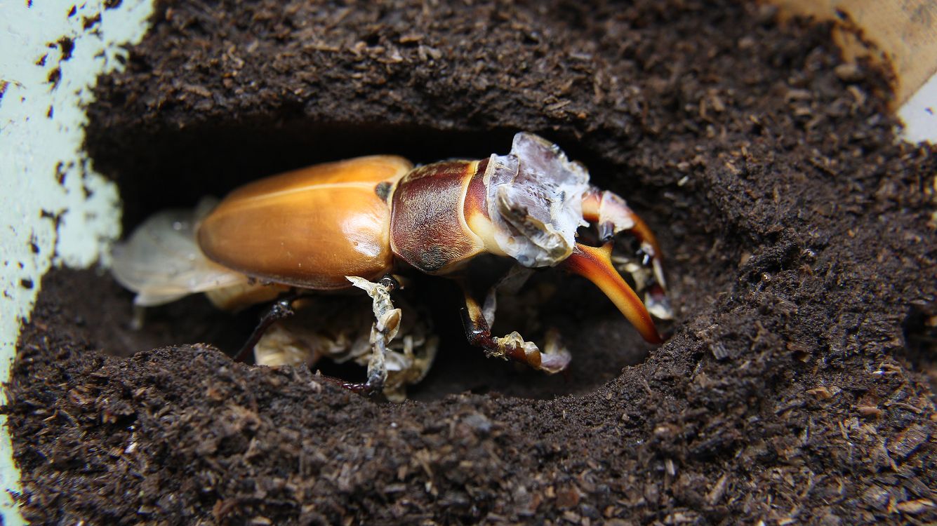 «ö¦¹¦b·sµøµ¡ÂsÄý¹Ï¤ù