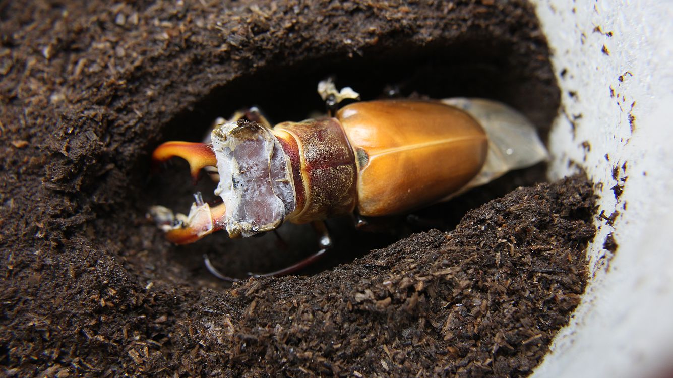 «ö¦¹¦b·sµøµ¡ÂsÄý¹Ï¤ù