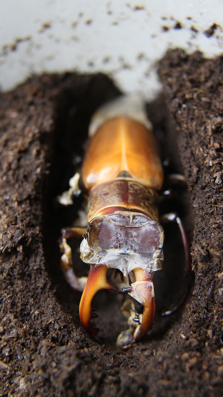 «ö¦¹¦b·sµøµ¡ÂsÄý¹Ï¤ù