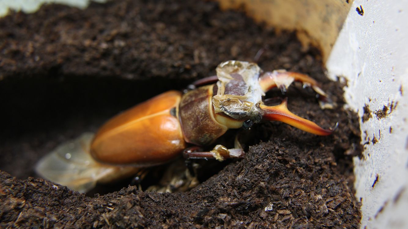 «ö¦¹¦b·sµøµ¡ÂsÄý¹Ï¤ù