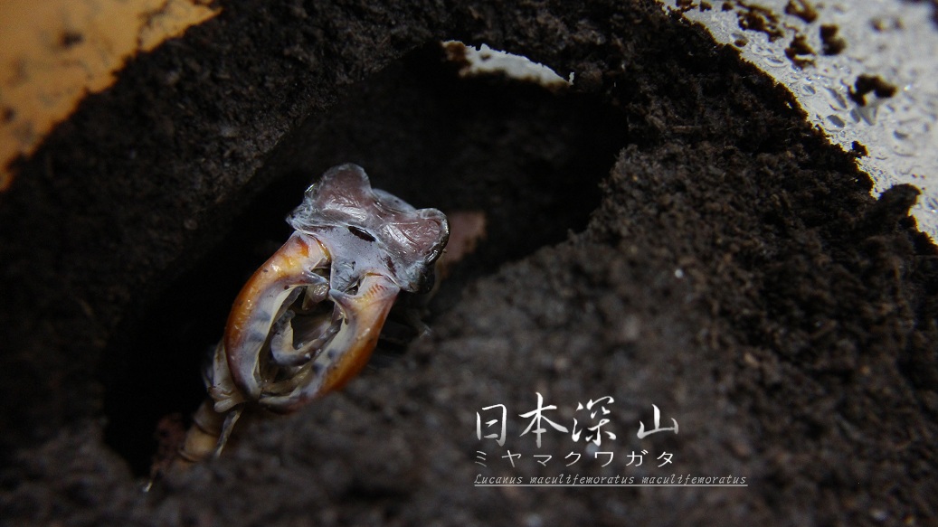 «ö¦¹¦b·sµøµ¡ÂsÄý¹Ï¤ù