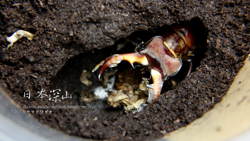 «ö¦¹¦b·sµøµ¡ÂsÄý¹Ï¤ù