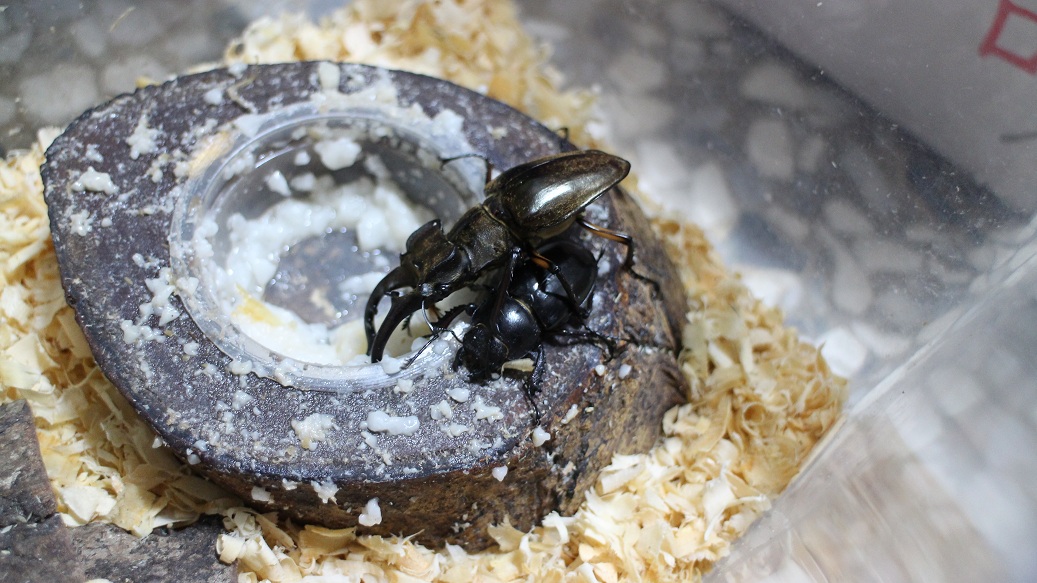 «ö¦¹¦b·sµøµ¡ÂsÄý¹Ï¤ù