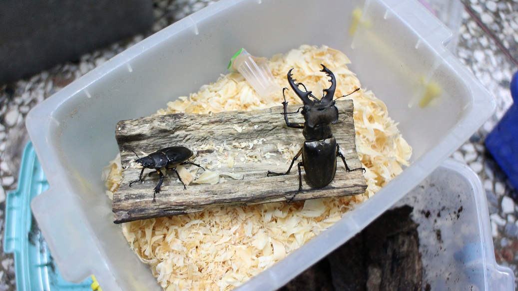 «ö¦¹¦b·sµøµ¡ÂsÄý¹Ï¤ù