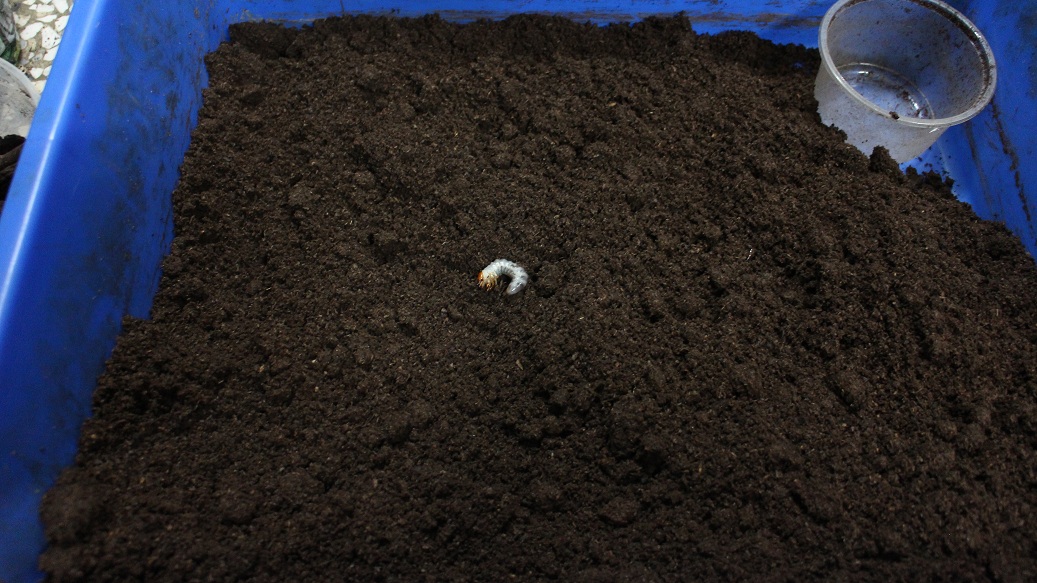 «ö¦¹¦b·sµøµ¡ÂsÄý¹Ï¤ù