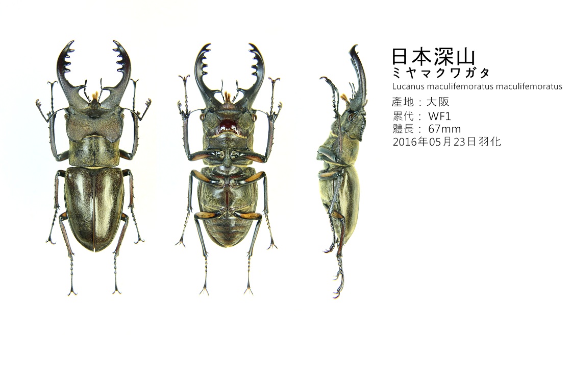 «ö¦¹¦b·sµøµ¡ÂsÄý¹Ï¤ù