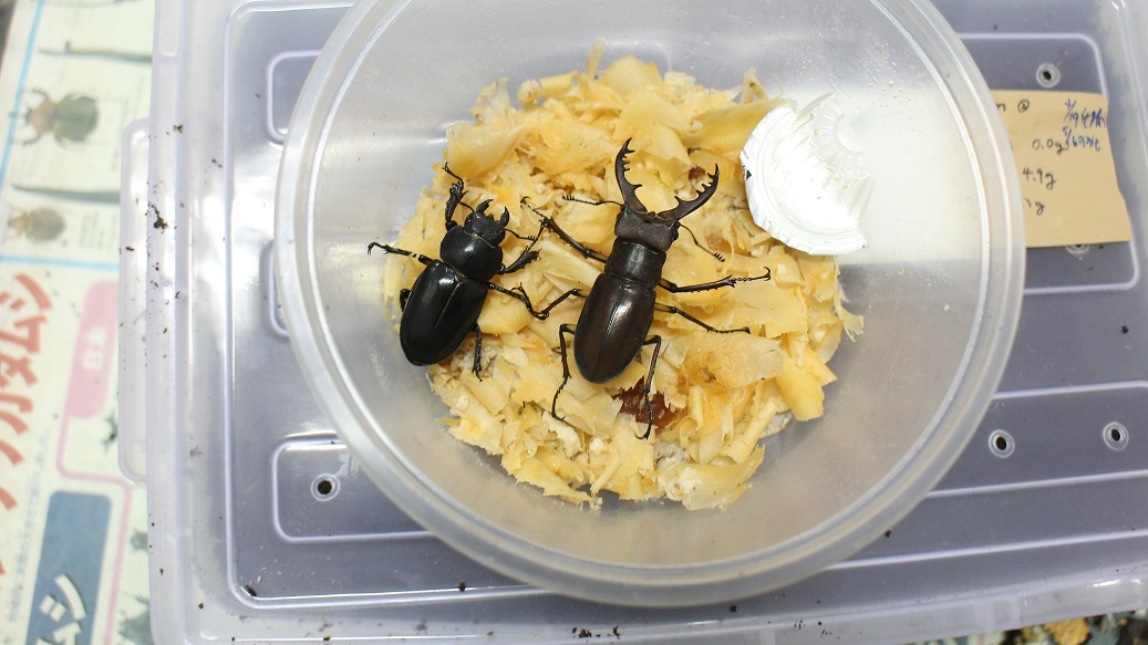 «ö¦¹¦b·sµøµ¡ÂsÄý¹Ï¤ù