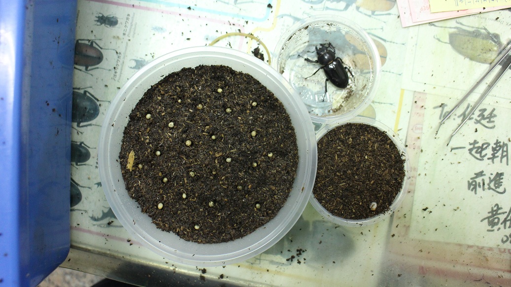 «ö¦¹¦b·sµøµ¡ÂsÄý¹Ï¤ù