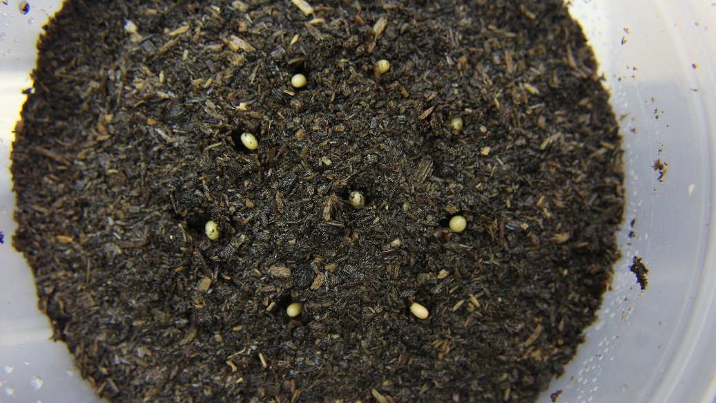 «ö¦¹¦b·sµøµ¡ÂsÄý¹Ï¤ù