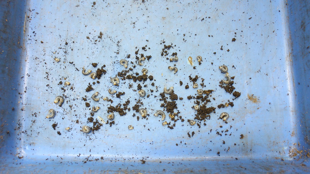 «ö¦¹¦b·sµøµ¡ÂsÄý¹Ï¤ù