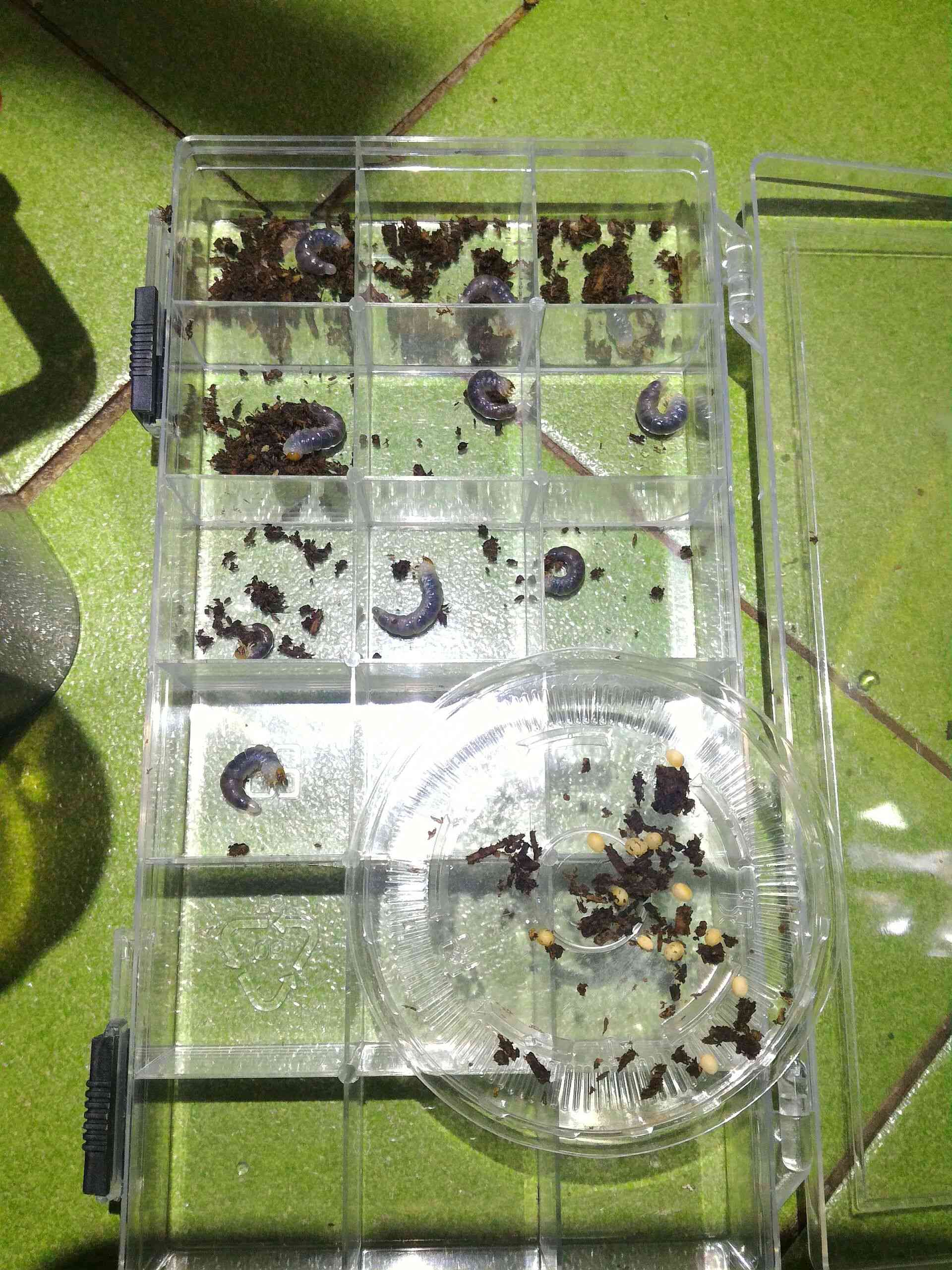 按此在新視窗瀏覽圖片