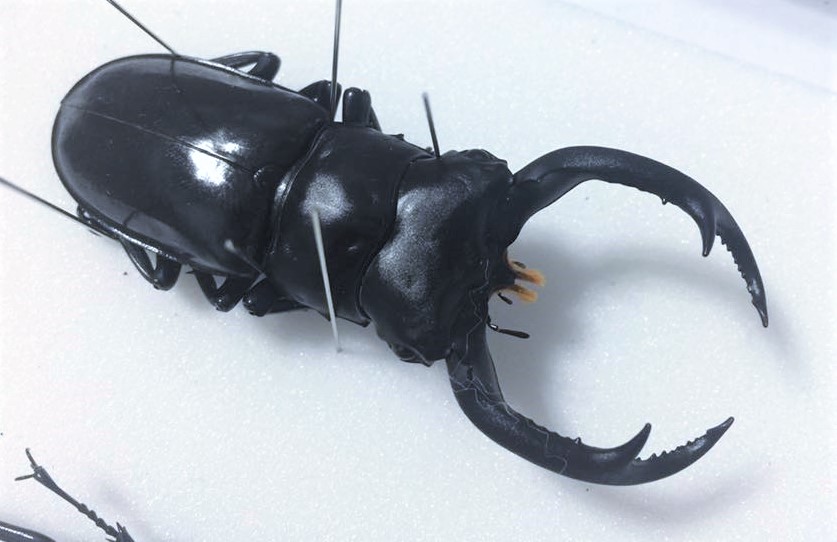 按此在新視窗瀏覽圖片