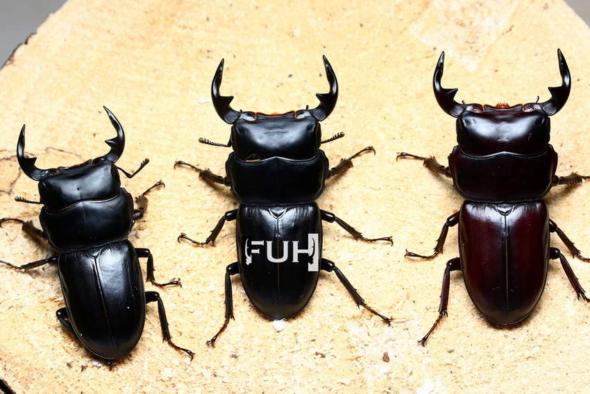 «ö¦¹¦b·sµøµ¡ÂsÄý¹Ï¤ù