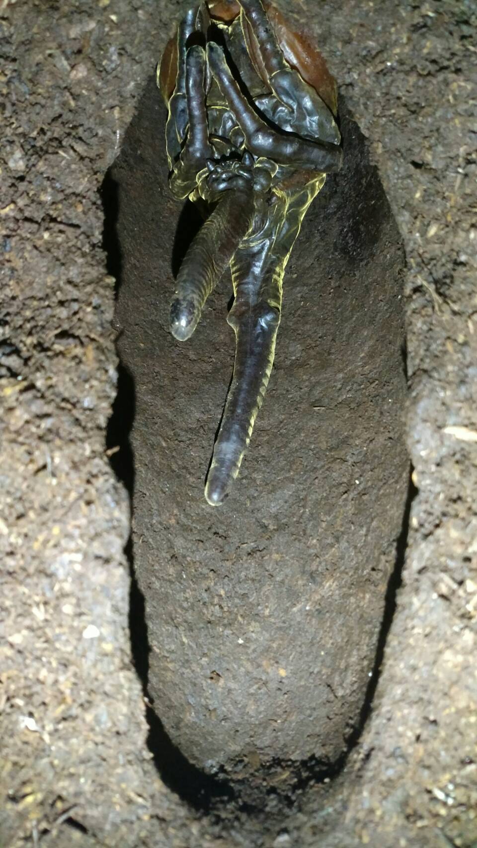 按此在新視窗瀏覽圖片