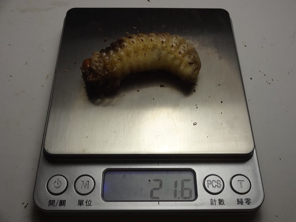 按此在新視窗瀏覽圖片