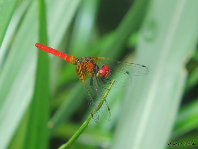按此在新視窗瀏覽圖片