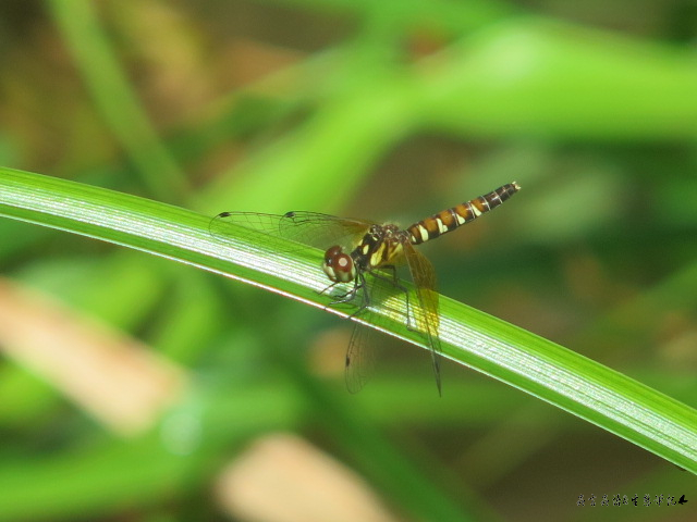 按此在新視窗瀏覽圖片