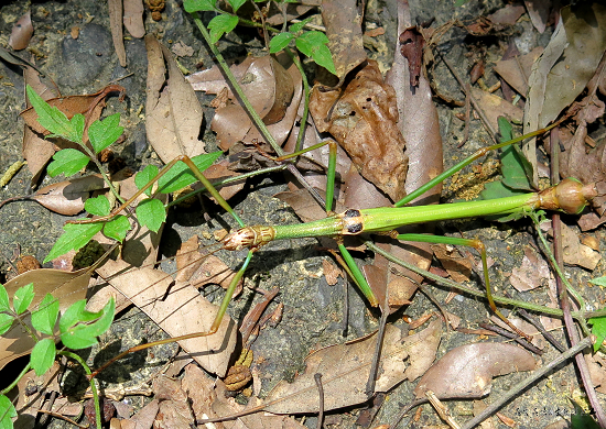 按此在新視窗瀏覽圖片