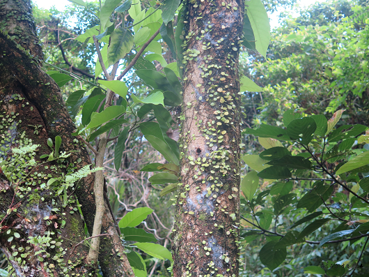 按此在新視窗瀏覽圖片
