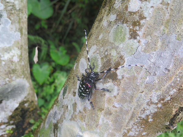 按此在新視窗瀏覽圖片