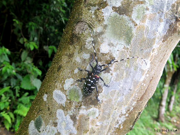 按此在新視窗瀏覽圖片