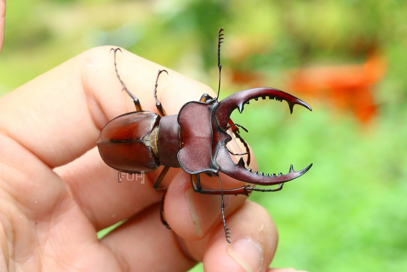 按此在新視窗瀏覽圖片