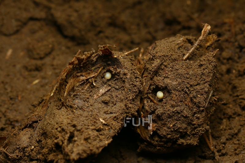 «ö¦¹¦b·sµøµ¡ÂsÄý¹Ï¤ù