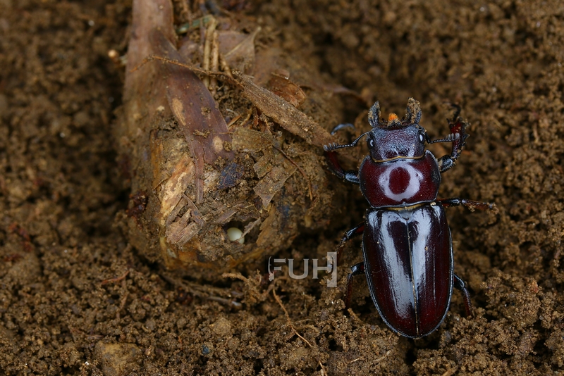 «ö¦¹¦b·sµøµ¡ÂsÄý¹Ï¤ù