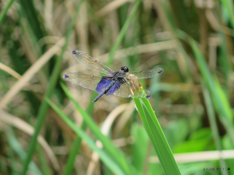 按此在新視窗瀏覽圖片