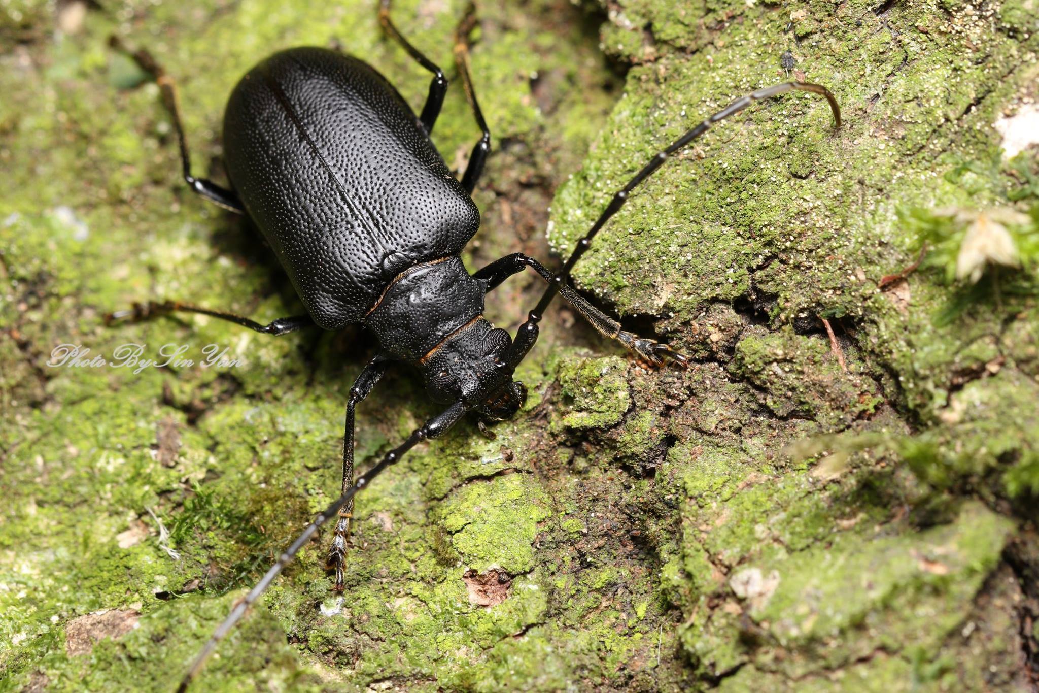 按此在新視窗瀏覽圖片