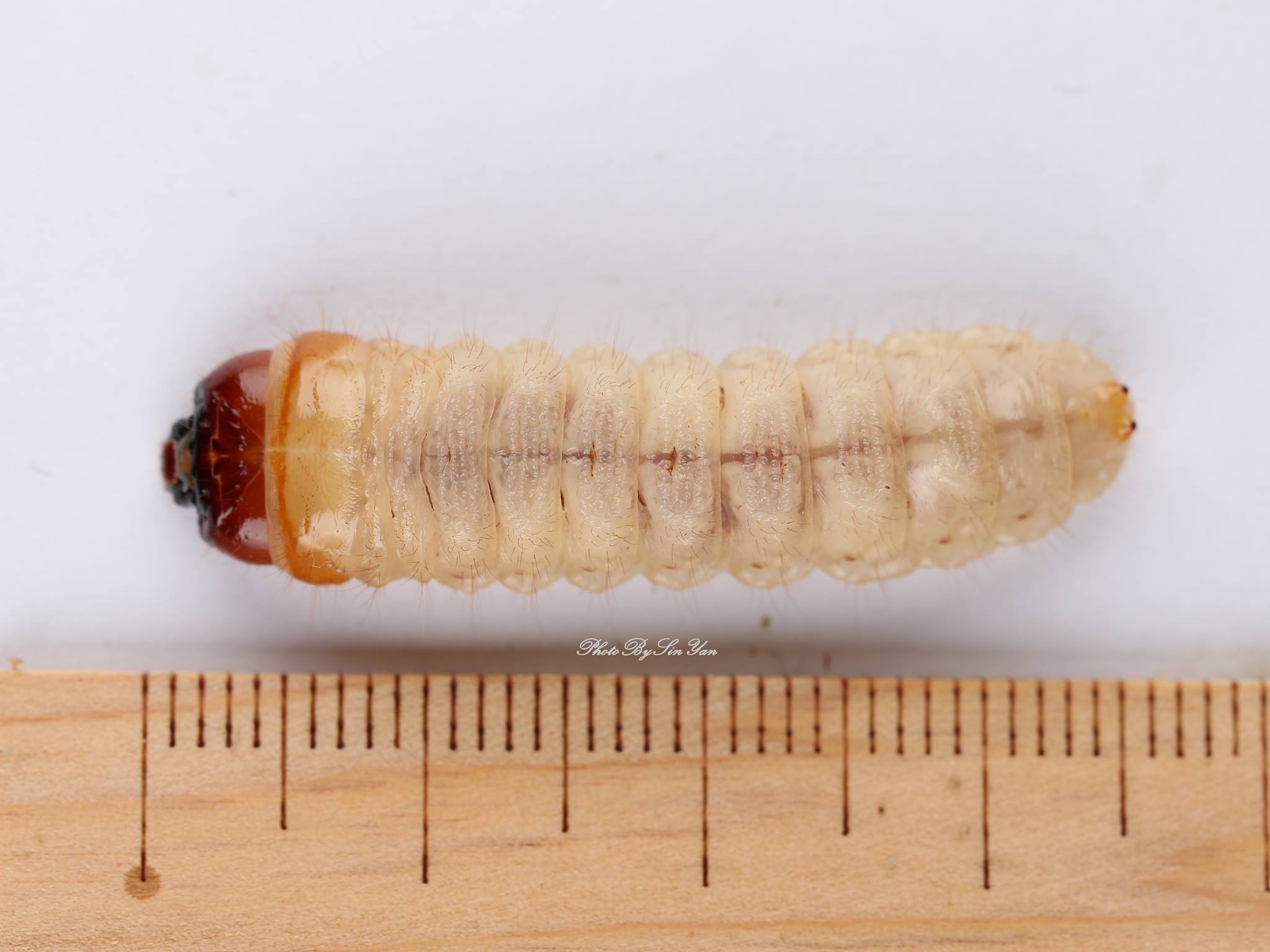 按此在新視窗瀏覽圖片