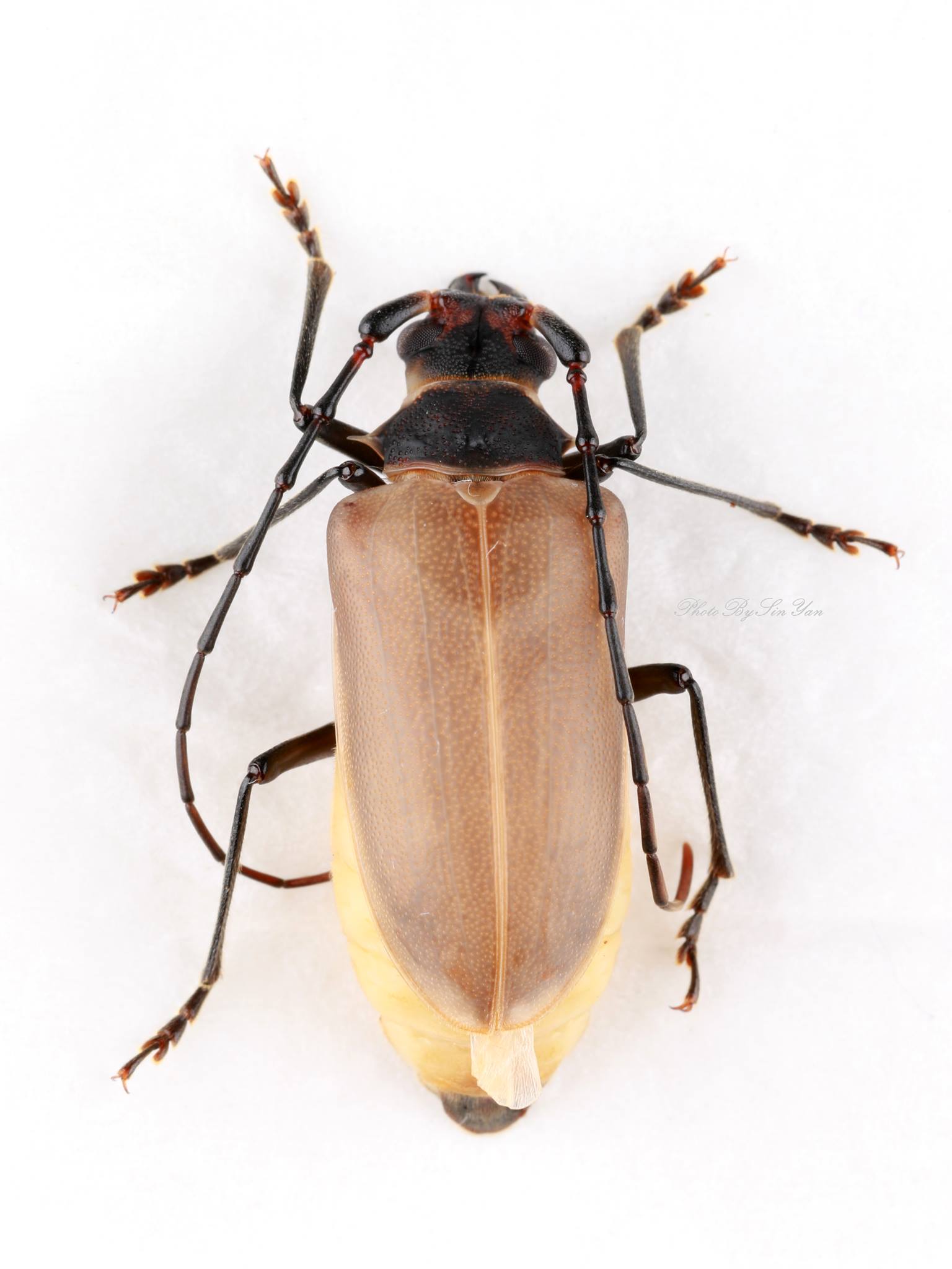 按此在新視窗瀏覽圖片