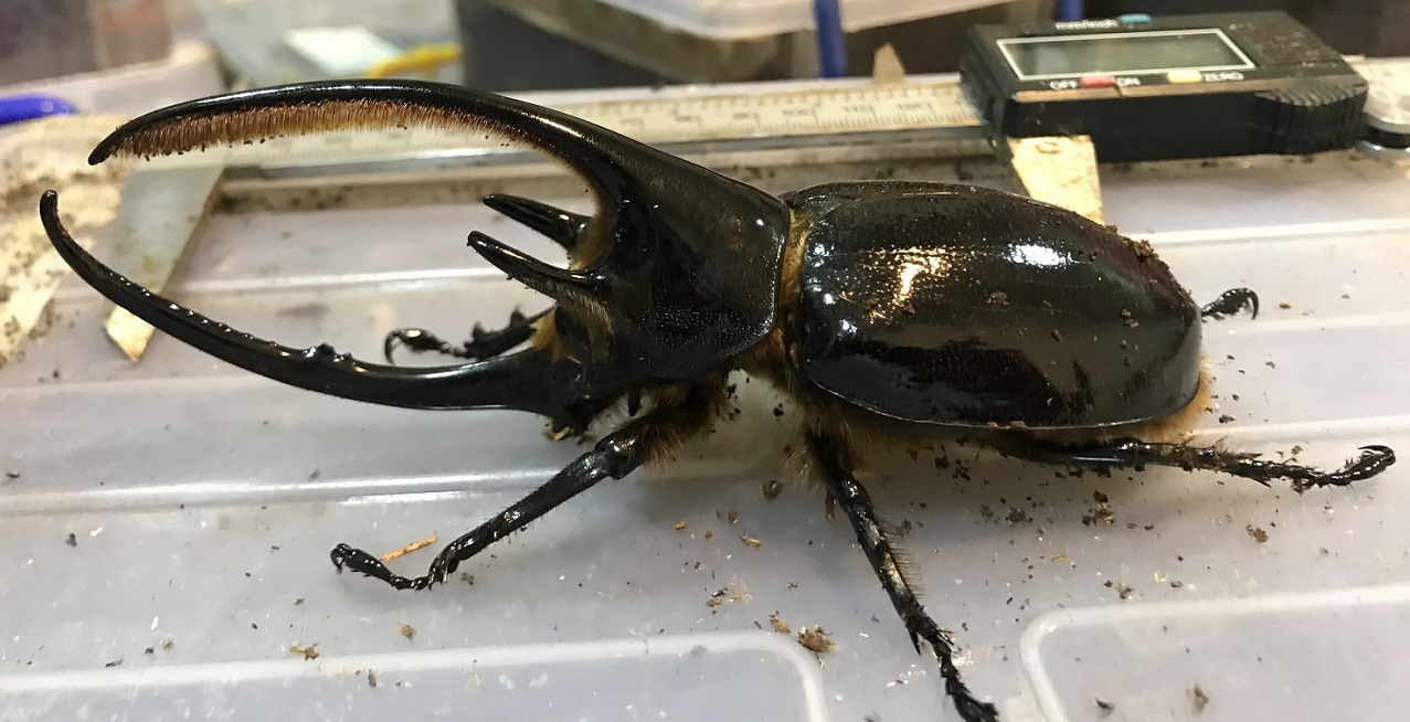 按此在新視窗瀏覽圖片