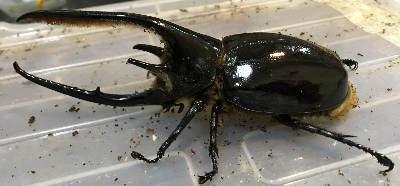 按此在新視窗瀏覽圖片