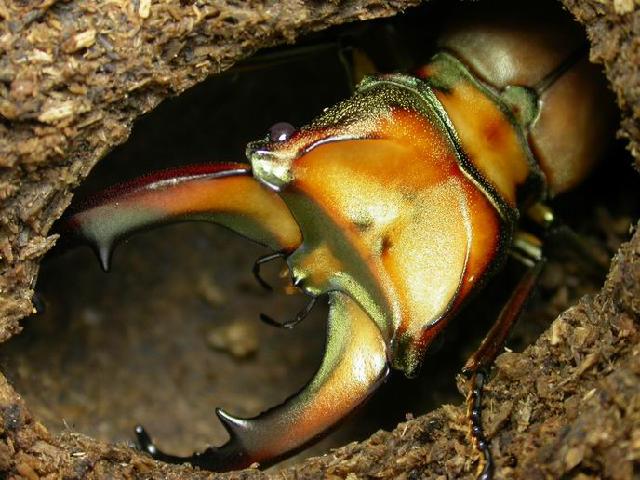 按此在新視窗瀏覽圖片