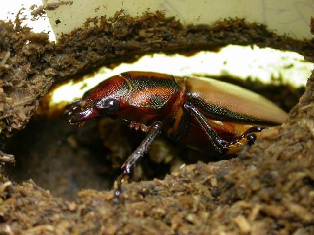 按此在新視窗瀏覽圖片