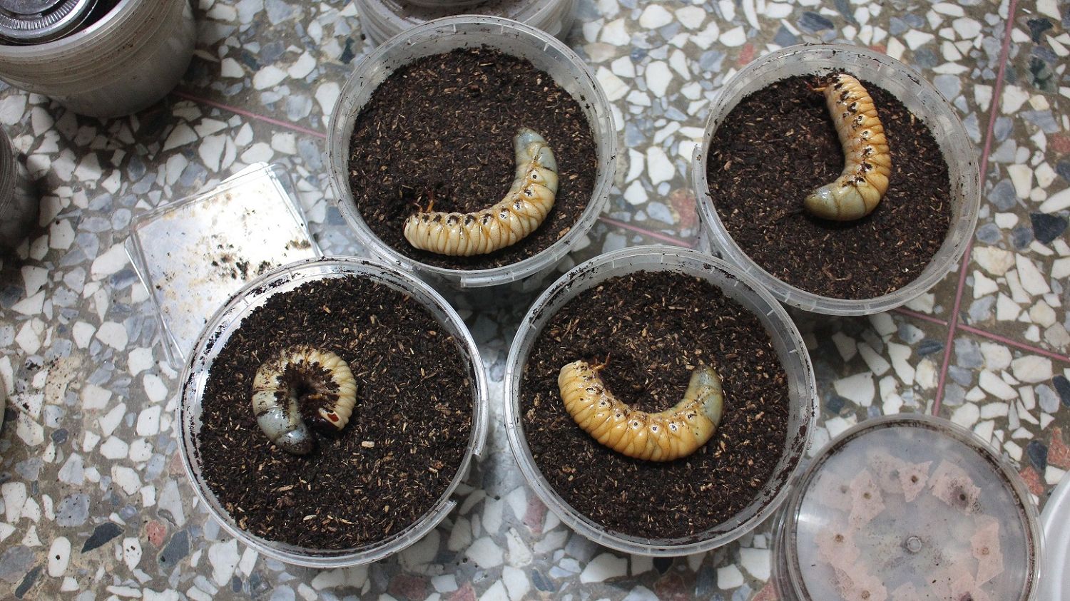 按此在新視窗瀏覽圖片