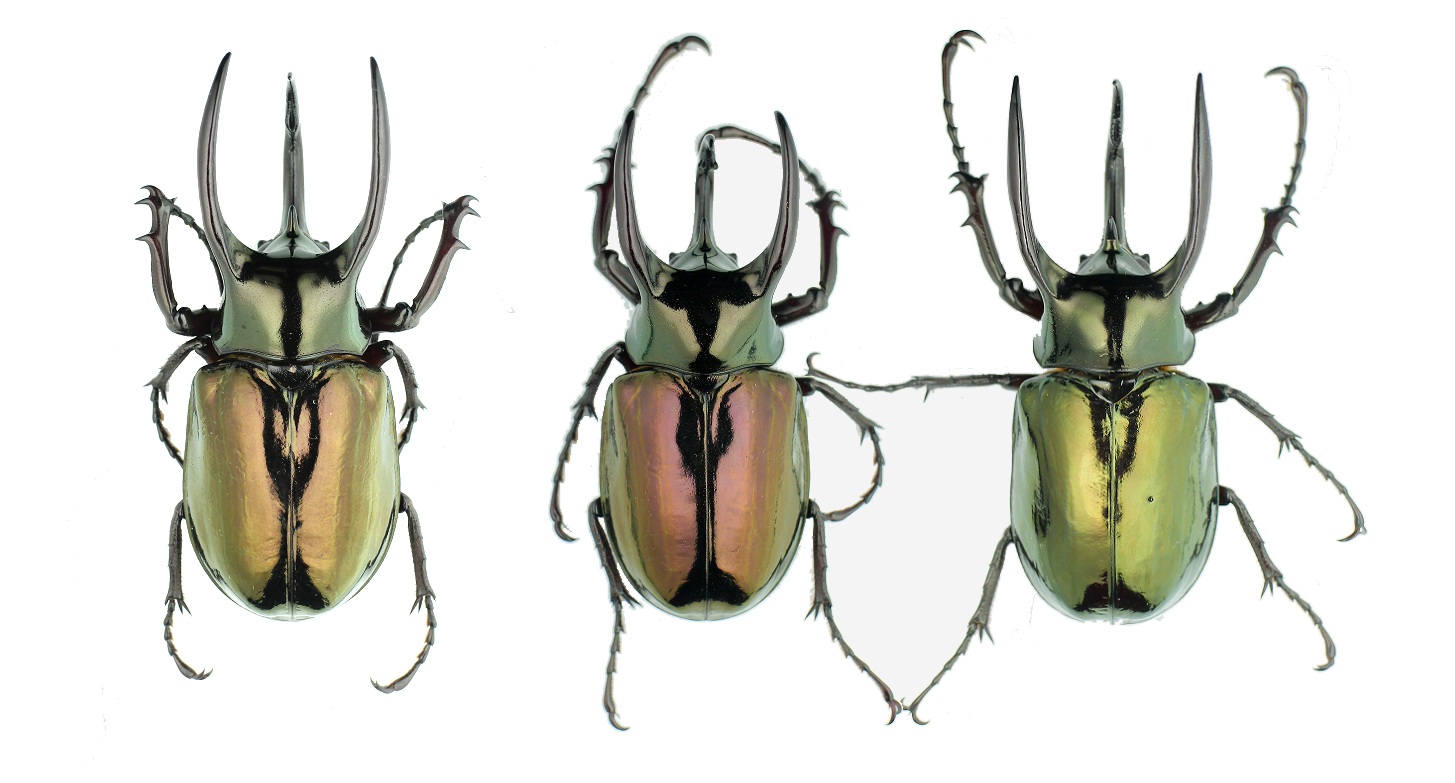 «ö¦¹¦b·sµøµ¡ÂsÄý¹Ï¤ù