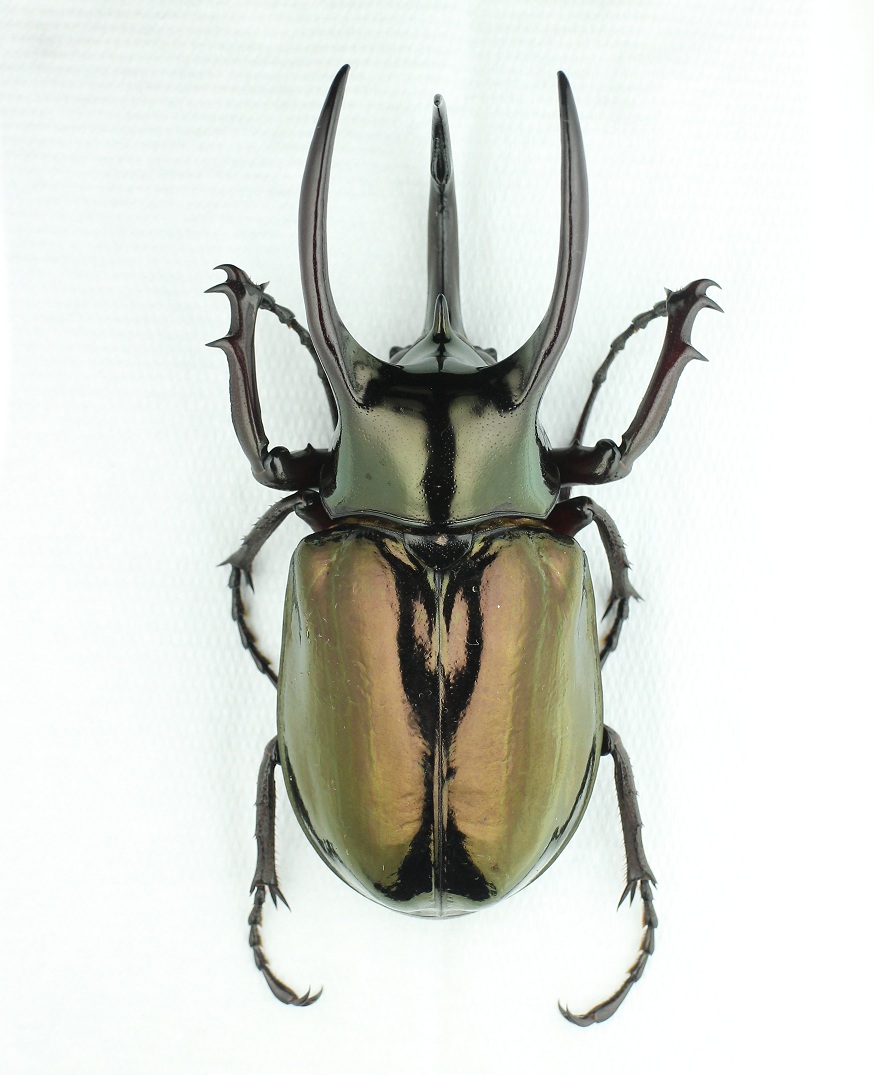 «ö¦¹¦b·sµøµ¡ÂsÄý¹Ï¤ù