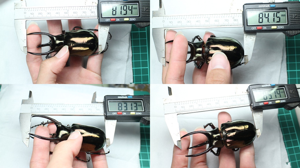 «ö¦¹¦b·sµøµ¡ÂsÄý¹Ï¤ù