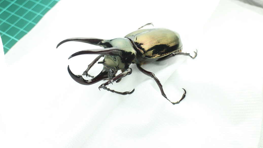 «ö¦¹¦b·sµøµ¡ÂsÄý¹Ï¤ù