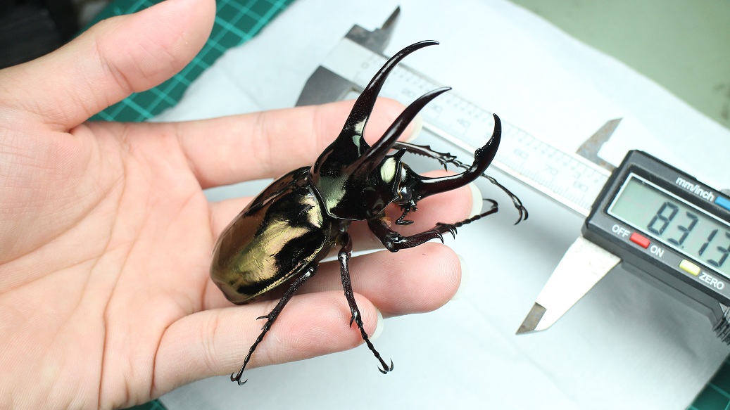 «ö¦¹¦b·sµøµ¡ÂsÄý¹Ï¤ù