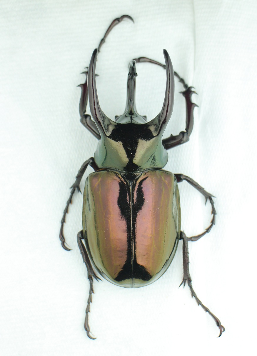 «ö¦¹¦b·sµøµ¡ÂsÄý¹Ï¤ù