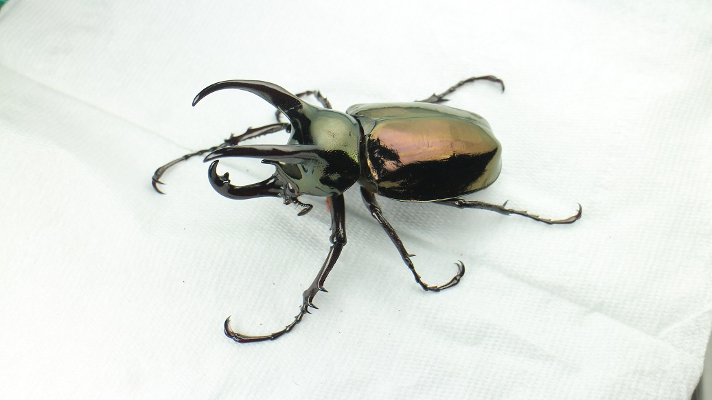 «ö¦¹¦b·sµøµ¡ÂsÄý¹Ï¤ù