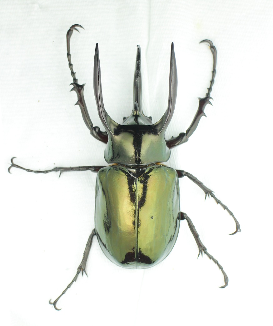 «ö¦¹¦b·sµøµ¡ÂsÄý¹Ï¤ù