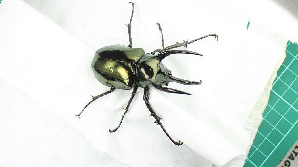 «ö¦¹¦b·sµøµ¡ÂsÄý¹Ï¤ù