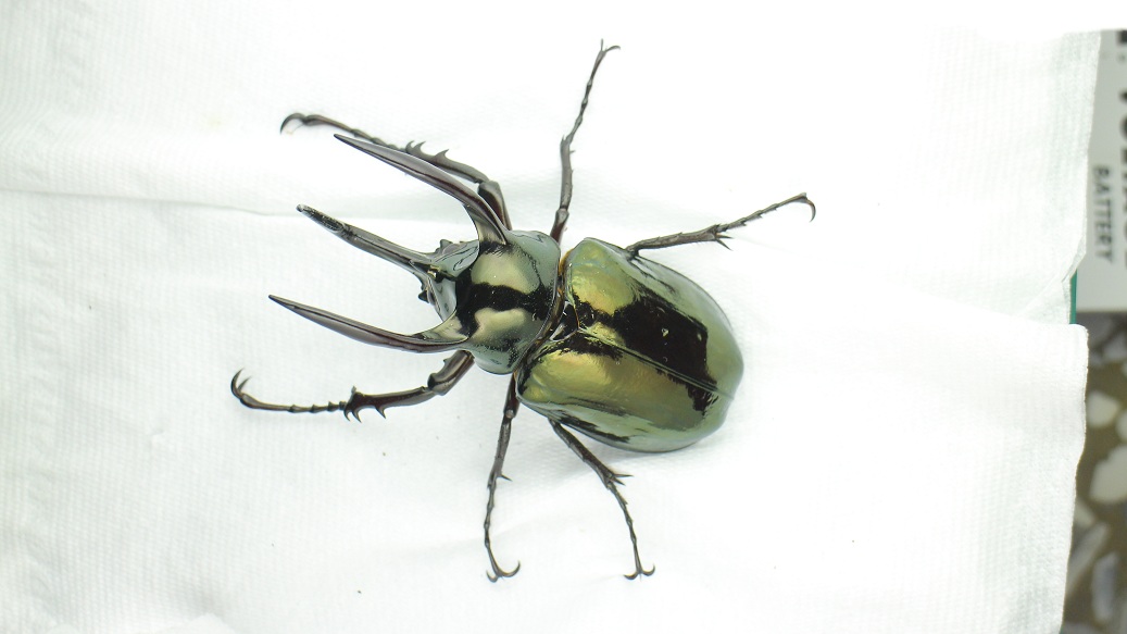 «ö¦¹¦b·sµøµ¡ÂsÄý¹Ï¤ù