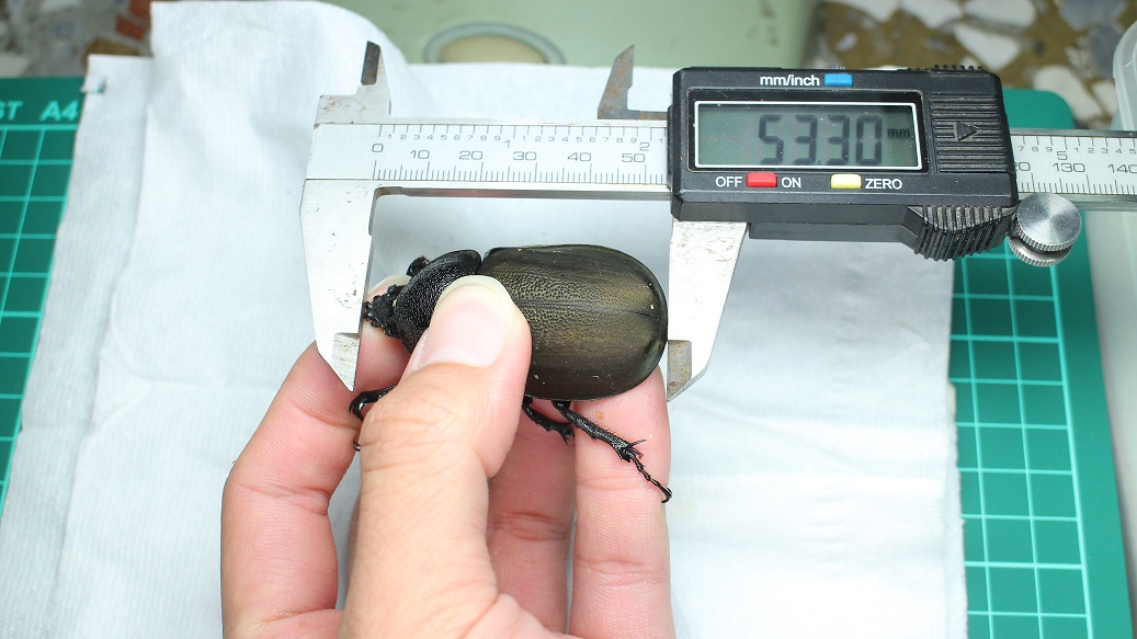 «ö¦¹¦b·sµøµ¡ÂsÄý¹Ï¤ù